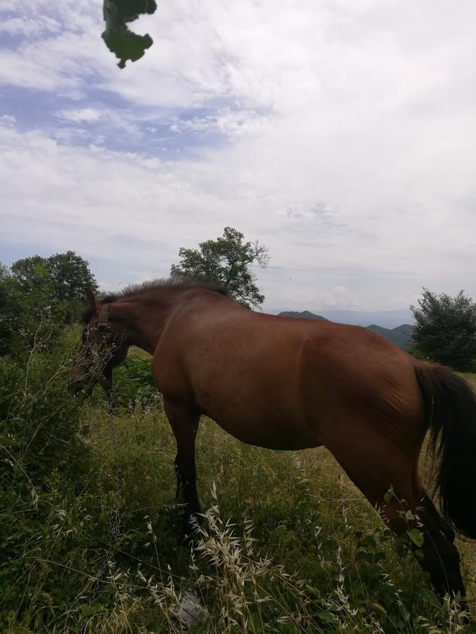 Camp Oaza,Lipa Otel Cetinje Dış mekan fotoğraf